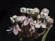 Clustered Milkweed, Asclepias fascularis